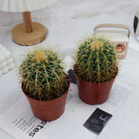 4'' Echinocactus Grusonii Hildm, Rare Live Succulent Plants