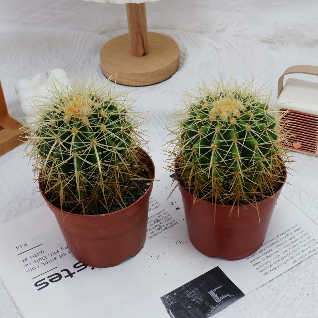 4'' Echinocactus Grusonii Hildm, Rare Live Succulent Plants