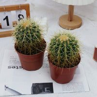 4'' Echinocactus Grusonii Hildm, Rare Live Succulent Plants