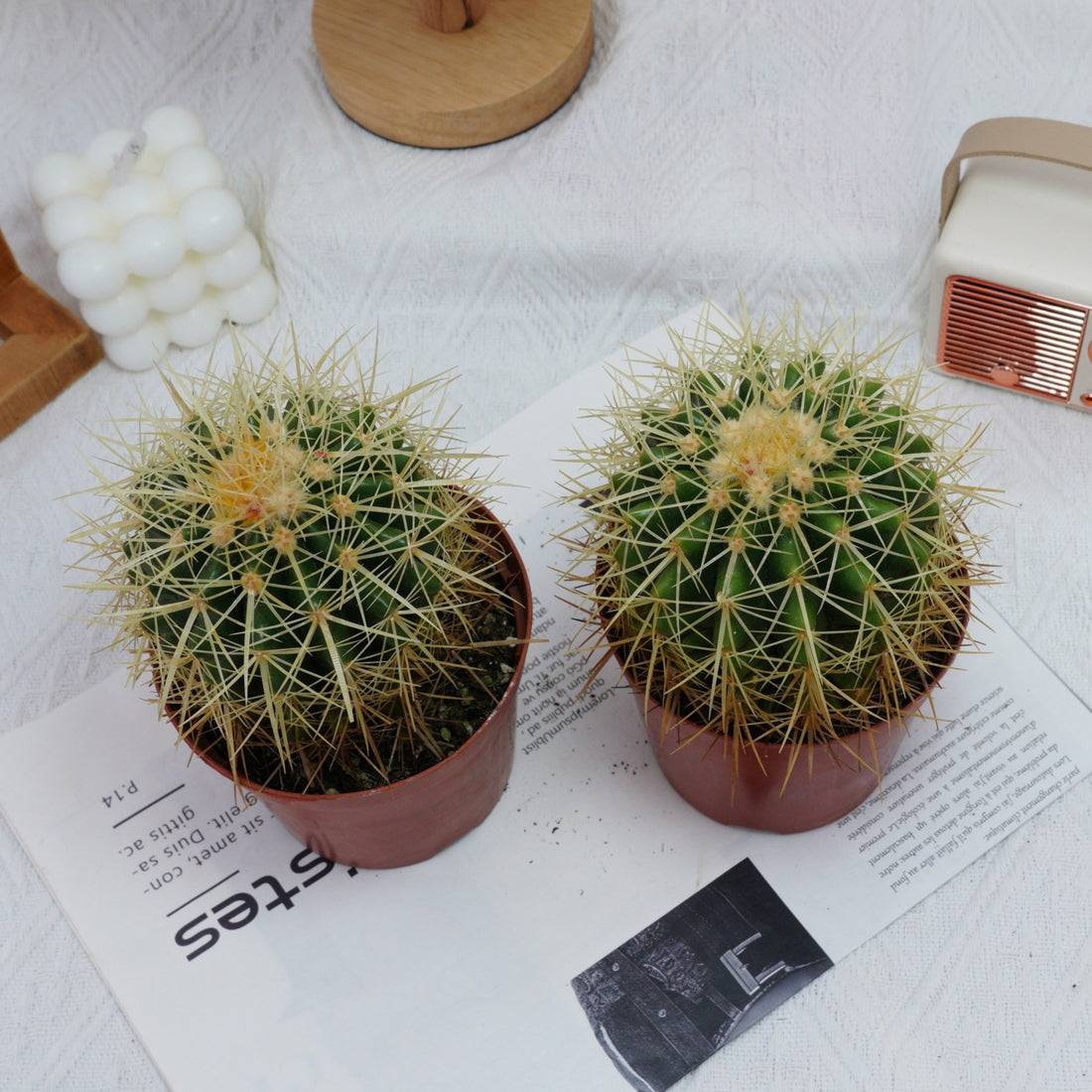 4'' Echinocactus Grusonii Hildm, Rare Live Succulent Plants