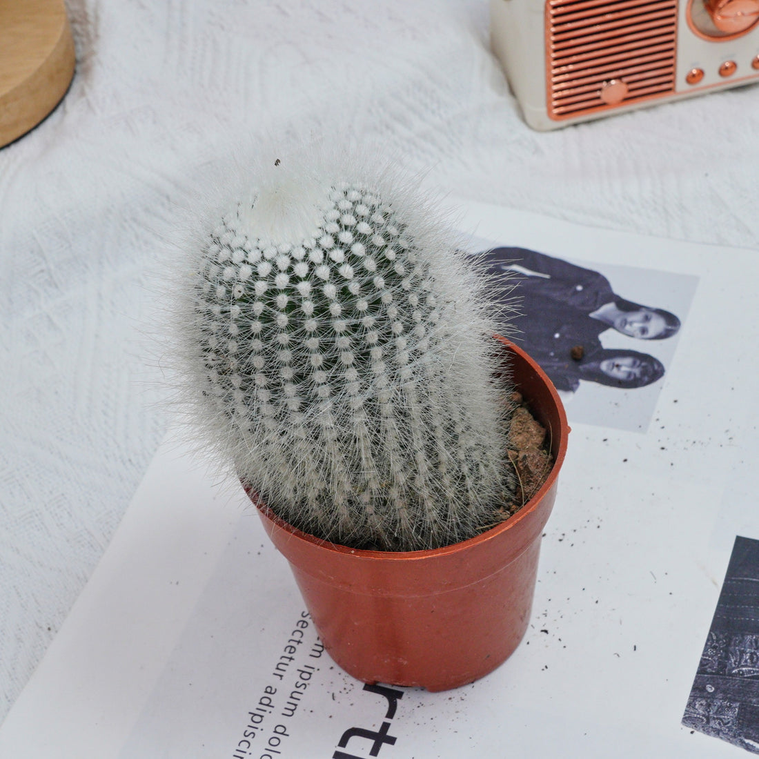 4'' Parodia Scopa Variegated Albispinus, Rare Live Succulent Plants