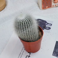 4'' Parodia Scopa Variegated Albispinus, Rare Live Succulent Plants
