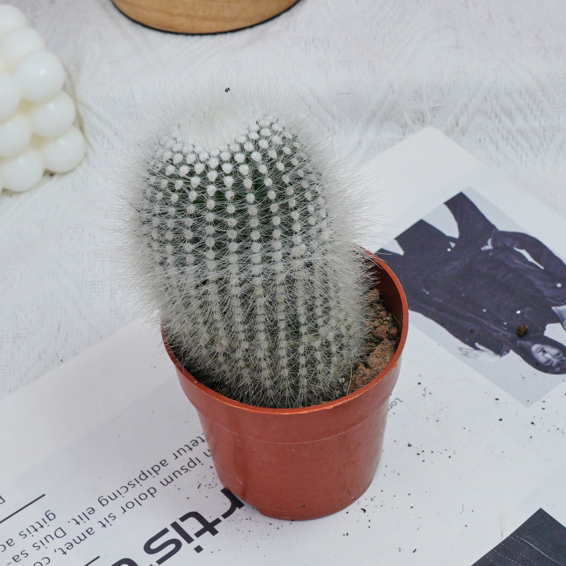 4'' Parodia Scopa Variegated Albispinus, Rare Live Succulent Plants