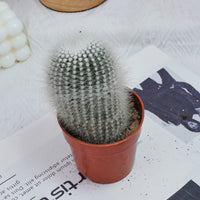 4'' Parodia Scopa Variegated Albispinus, Rare Live Succulent Plants