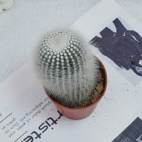 4'' Parodia Scopa Variegated Albispinus, Rare Live Succulent Plants