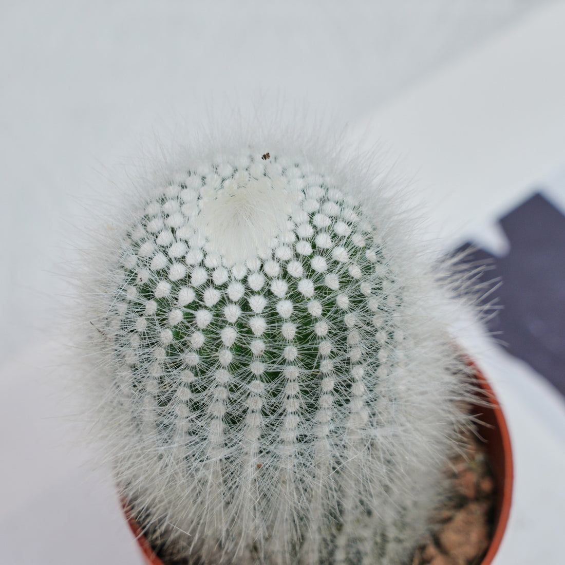 4'' Parodia Scopa Variegated Albispinus, Rare Live Succulent Plants