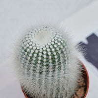 4'' Parodia Scopa Variegated Albispinus, Rare Live Succulent Plants