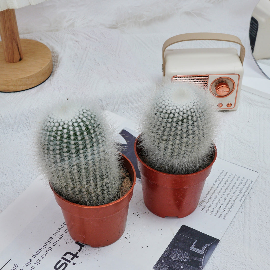 4'' Parodia Scopa Variegated Albispinus, Rare Live Succulent Plants