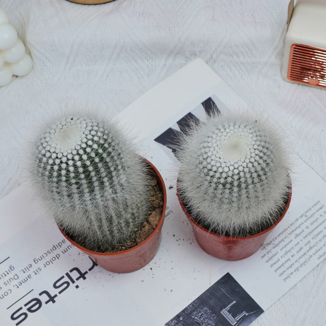 4'' Parodia Scopa Variegated Albispinus, Rare Live Succulent Plants