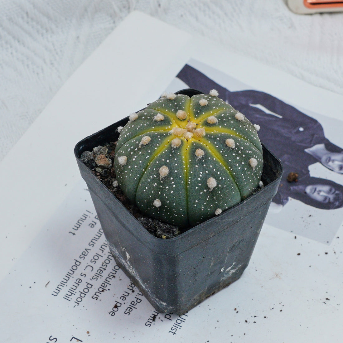 2.5'' Astrophytum Asterias, Rare Live Succulent Plants