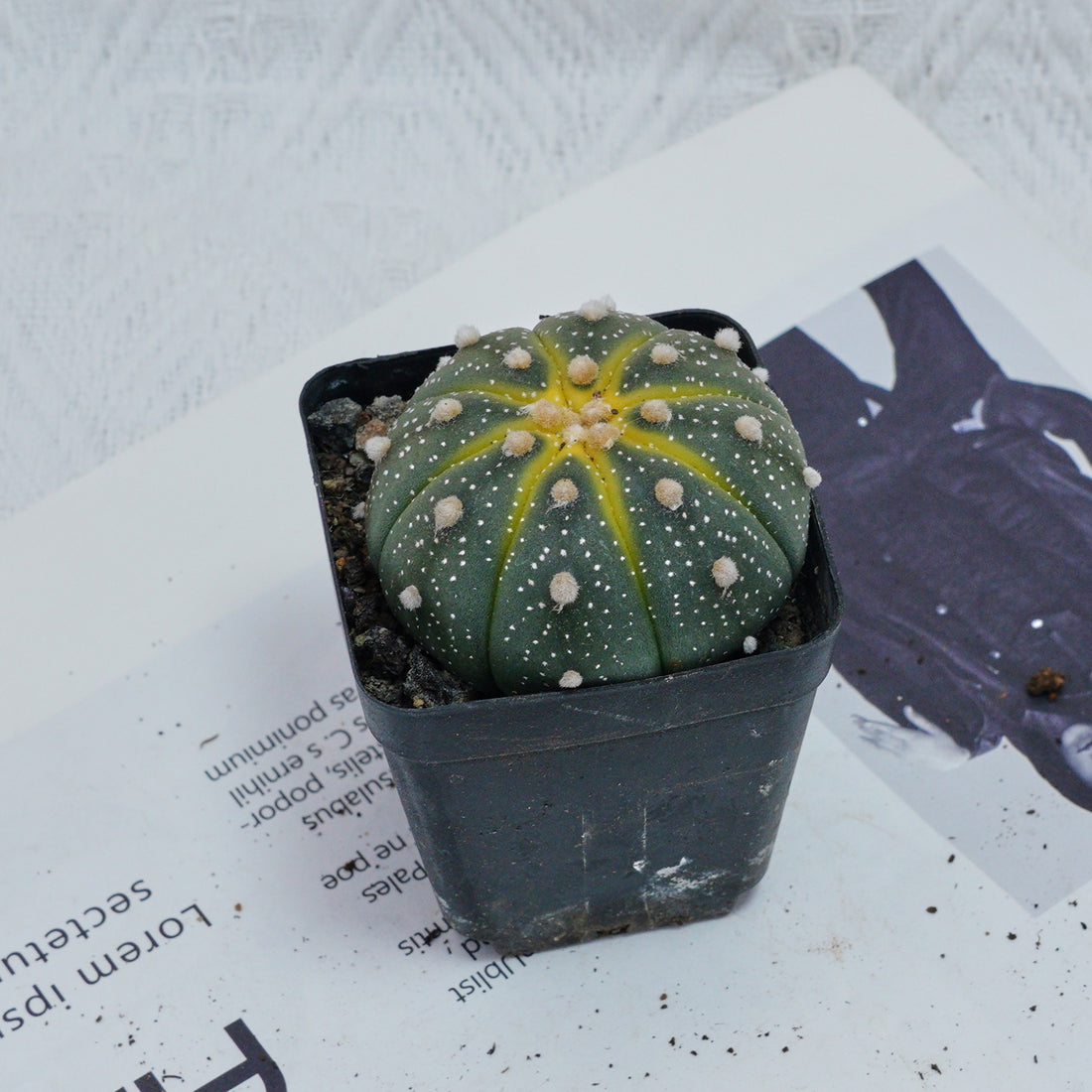 2.5'' Astrophytum Asterias, Rare Live Succulent Plants