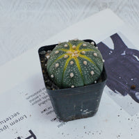 2.5'' Astrophytum Asterias, Rare Live Succulent Plants
