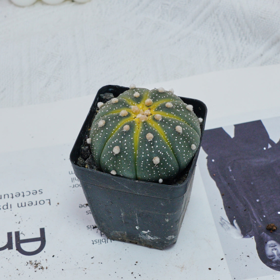 2.5'' Astrophytum Asterias, Rare Live Succulent Plants