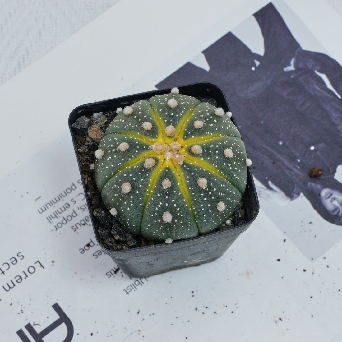 2.5'' Astrophytum Asterias, Rare Live Succulent Plants