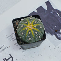 2.5'' Astrophytum Asterias, Rare Live Succulent Plants