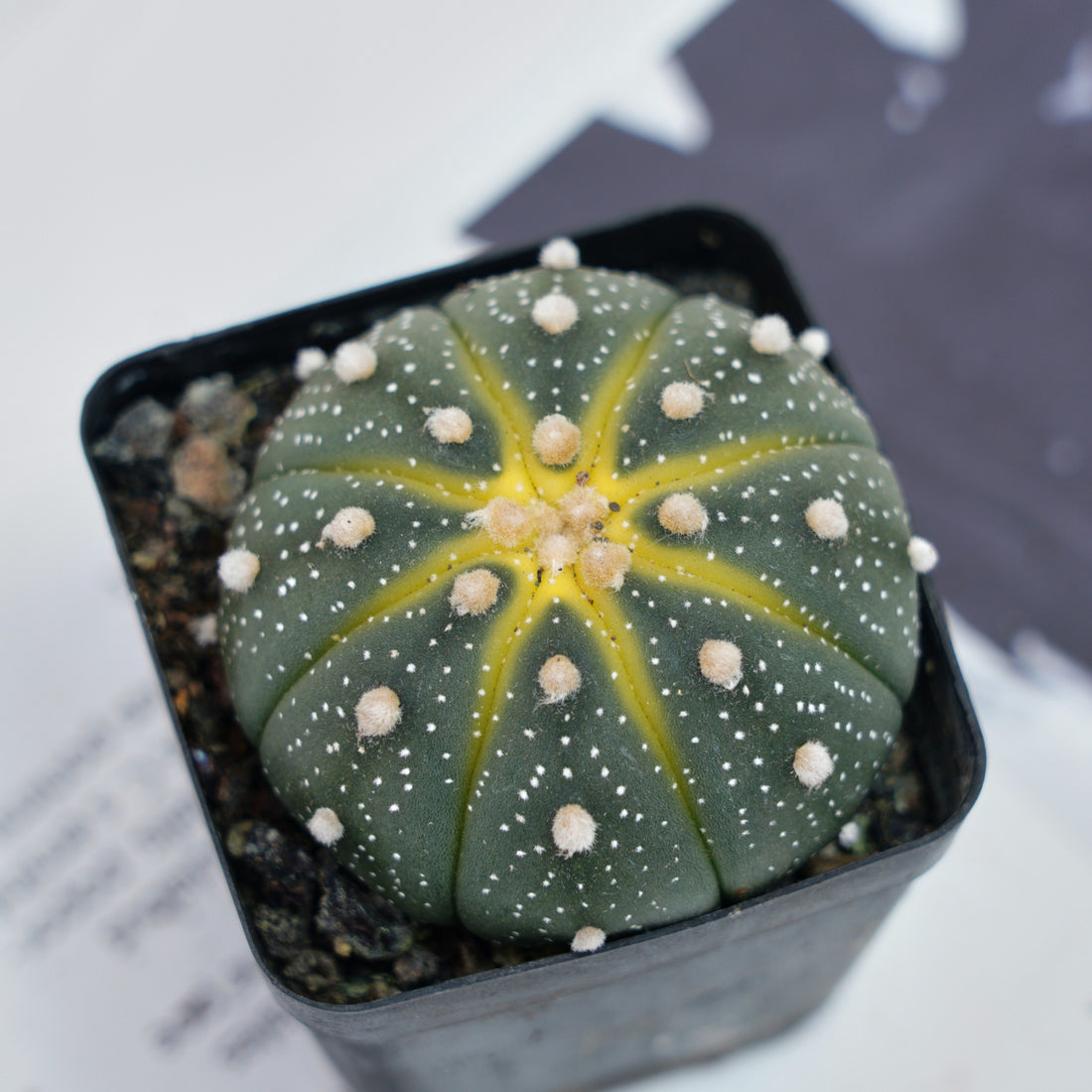 2.5'' Astrophytum Asterias, Rare Live Succulent Plants