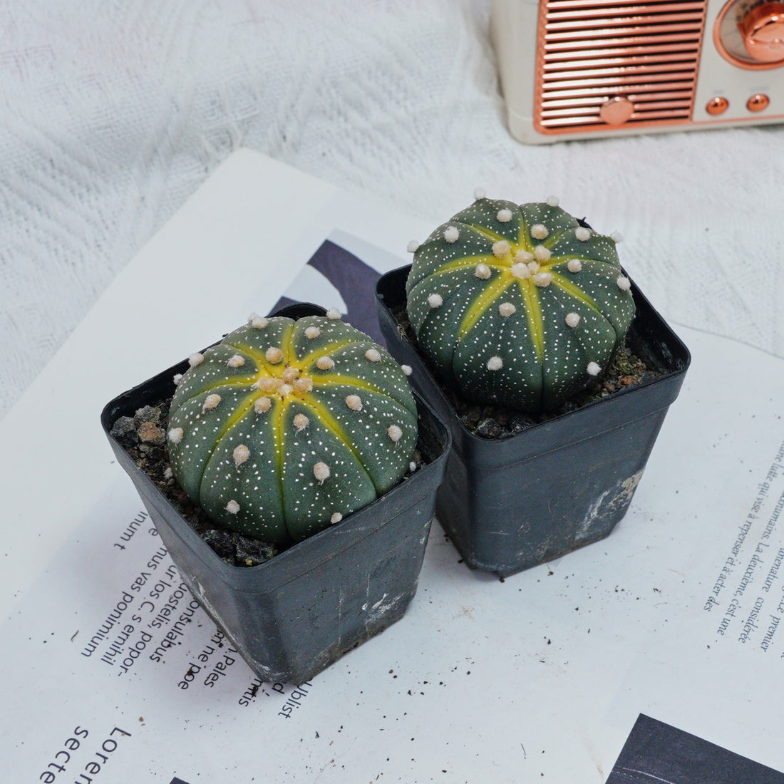 2.5'' Astrophytum Asterias, Rare Live Succulent Plants
