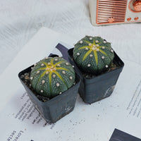 2.5'' Astrophytum Asterias, Rare Live Succulent Plants