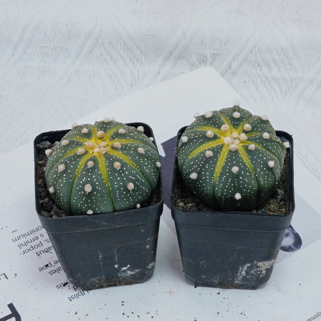 2.5'' Astrophytum Asterias, Rare Live Succulent Plants