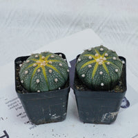 2.5'' Astrophytum Asterias, Rare Live Succulent Plants