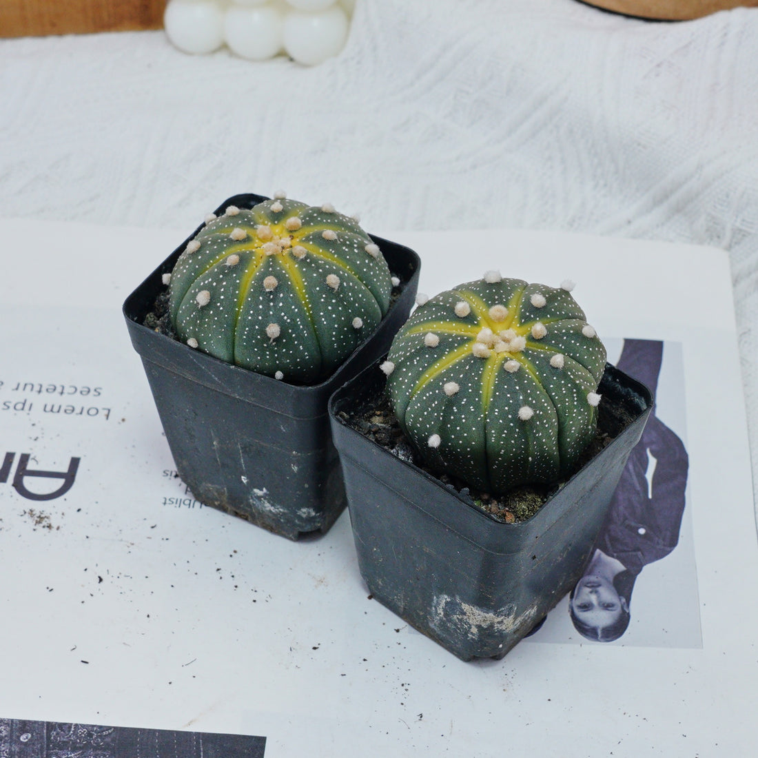 2.5'' Astrophytum Asterias, Rare Live Succulent Plants
