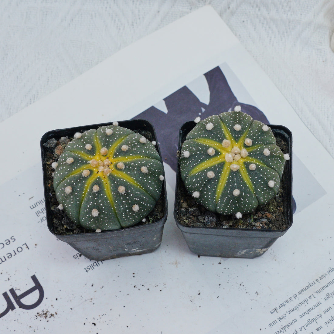 2.5'' Astrophytum Asterias, Rare Live Succulent Plants