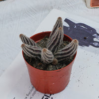 4'' Chamaecereus Silvestrii, Rare Live Succulent Plants