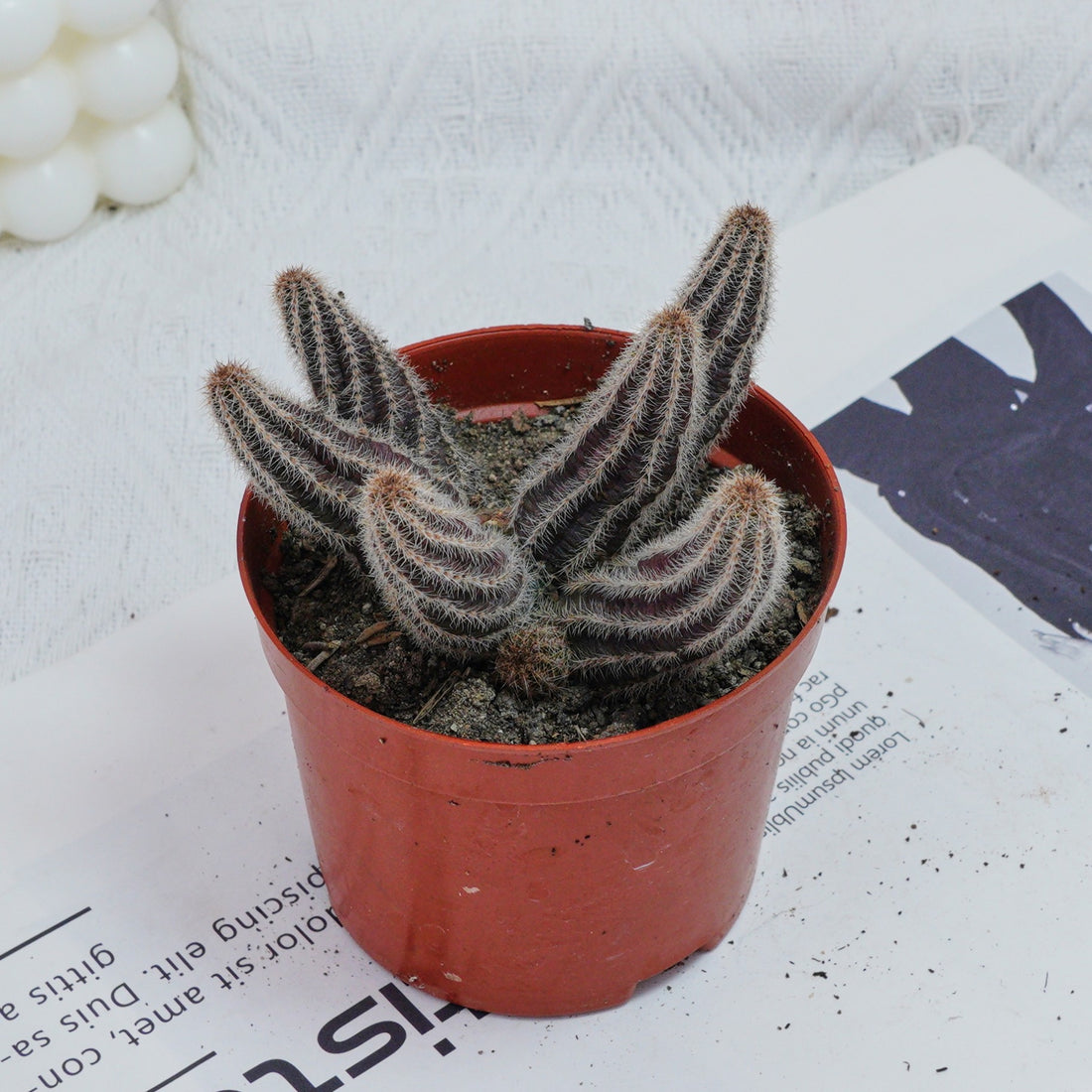 4'' Chamaecereus Silvestrii, Rare Live Succulent Plants