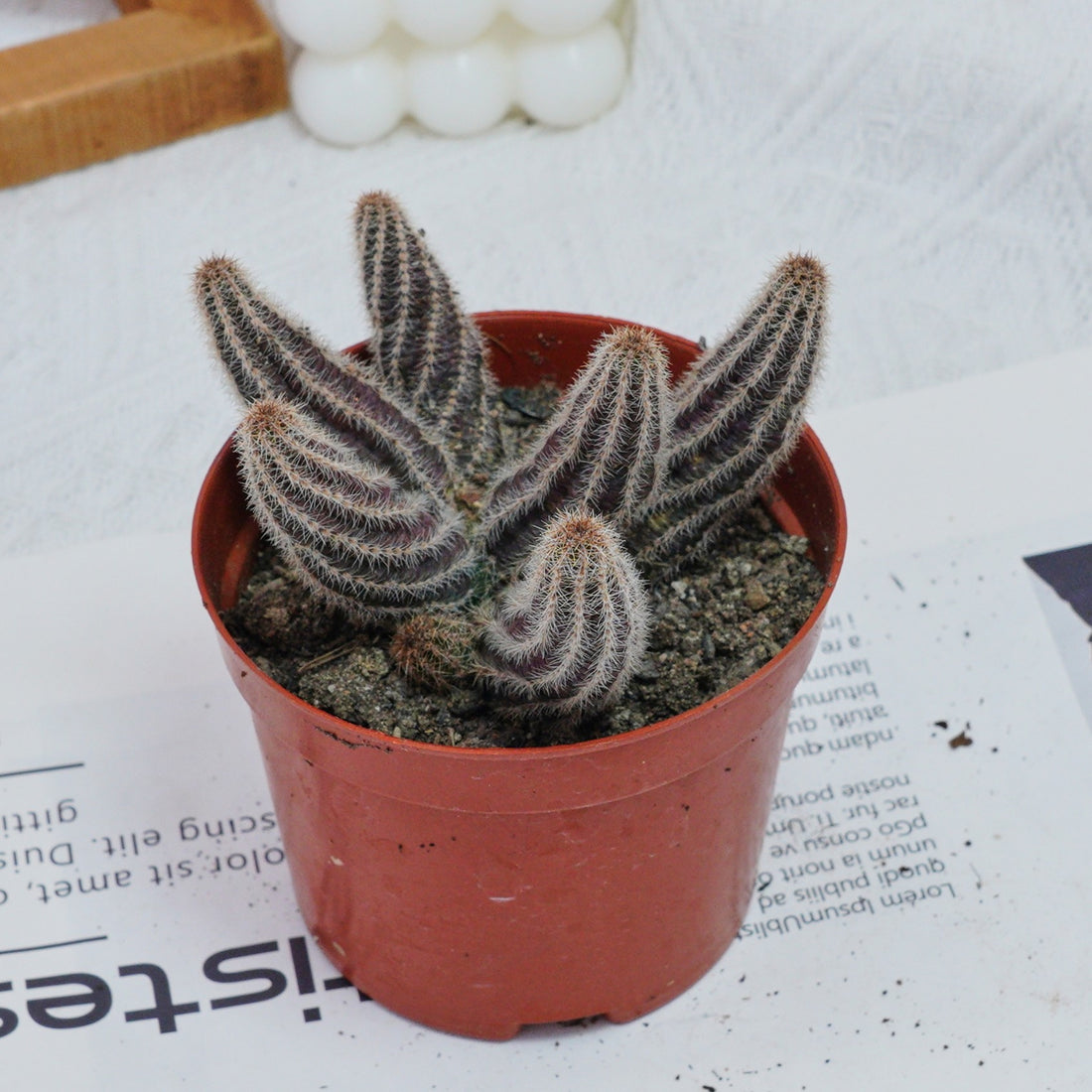 4'' Chamaecereus Silvestrii, Rare Live Succulent Plants