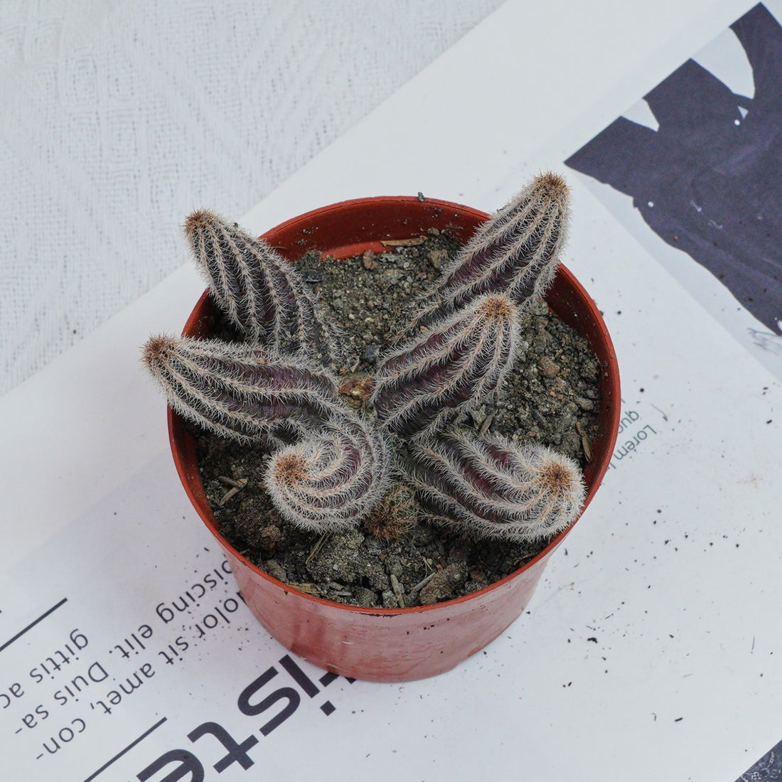 4'' Chamaecereus Silvestrii, Rare Live Succulent Plants
