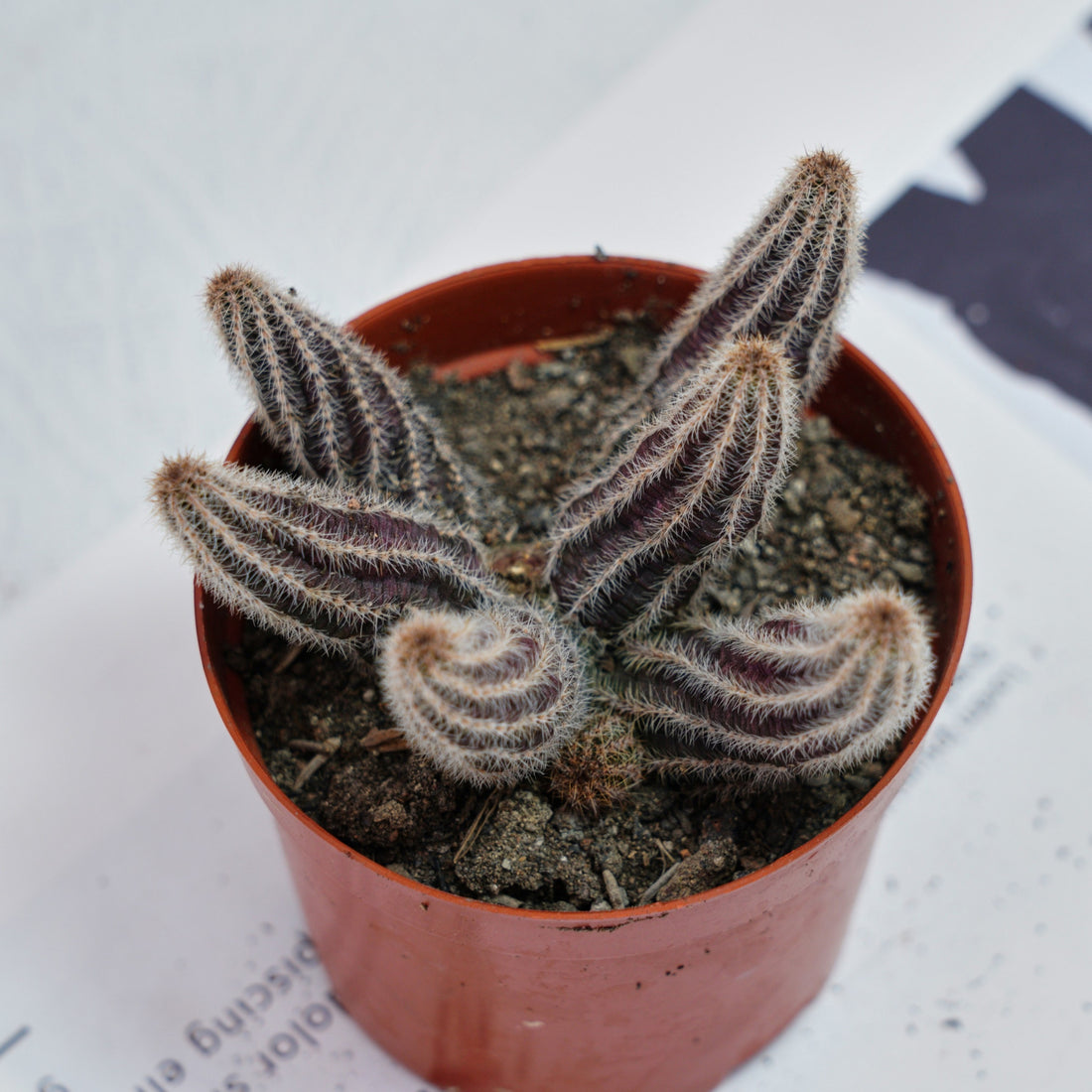 4'' Chamaecereus Silvestrii, Rare Live Succulent Plants