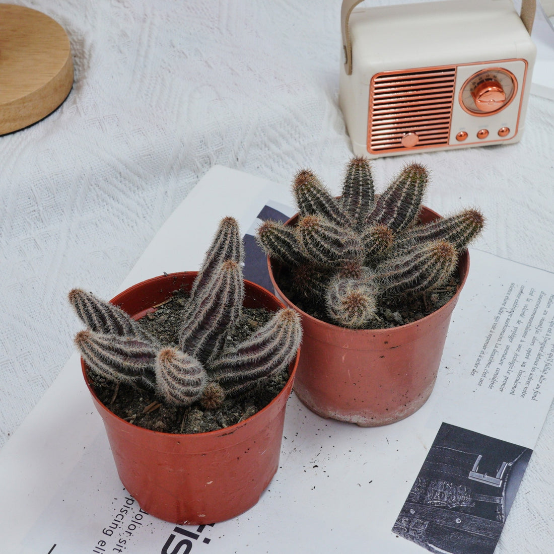 4'' Chamaecereus Silvestrii, Rare Live Succulent Plants