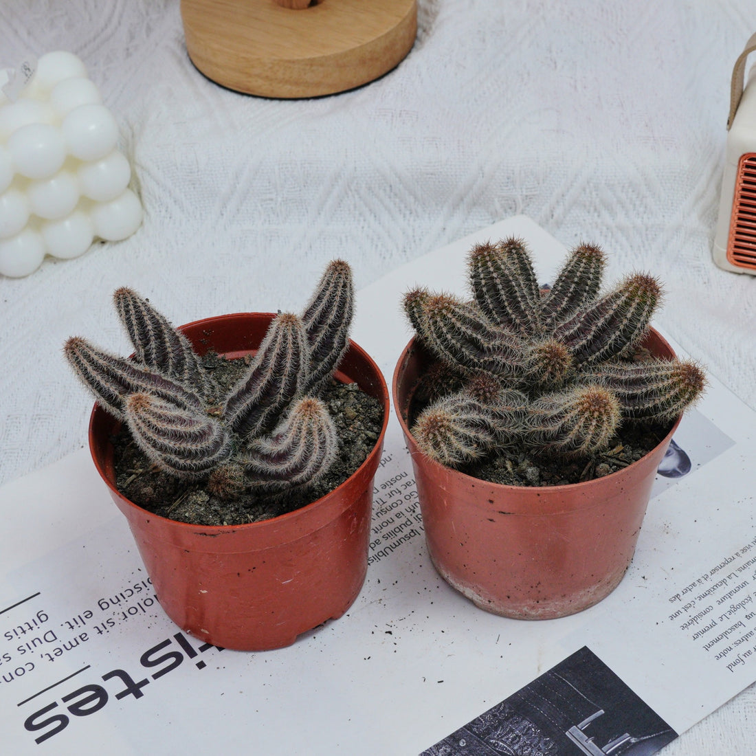4'' Chamaecereus Silvestrii, Rare Live Succulent Plants