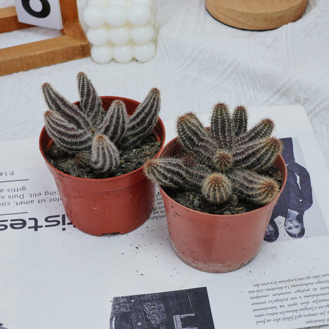 4'' Chamaecereus Silvestrii, Rare Live Succulent Plants