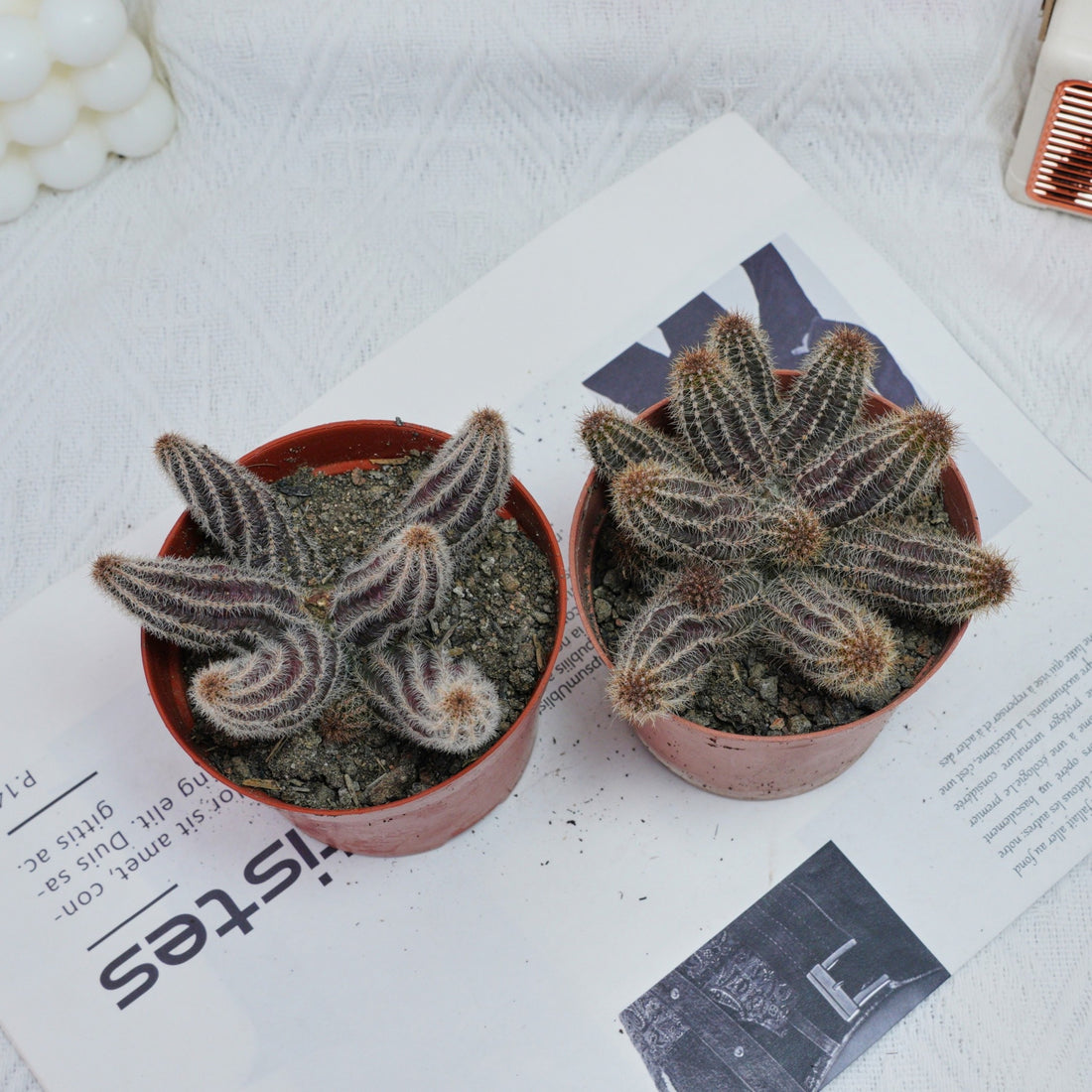 4'' Chamaecereus Silvestrii, Rare Live Succulent Plants