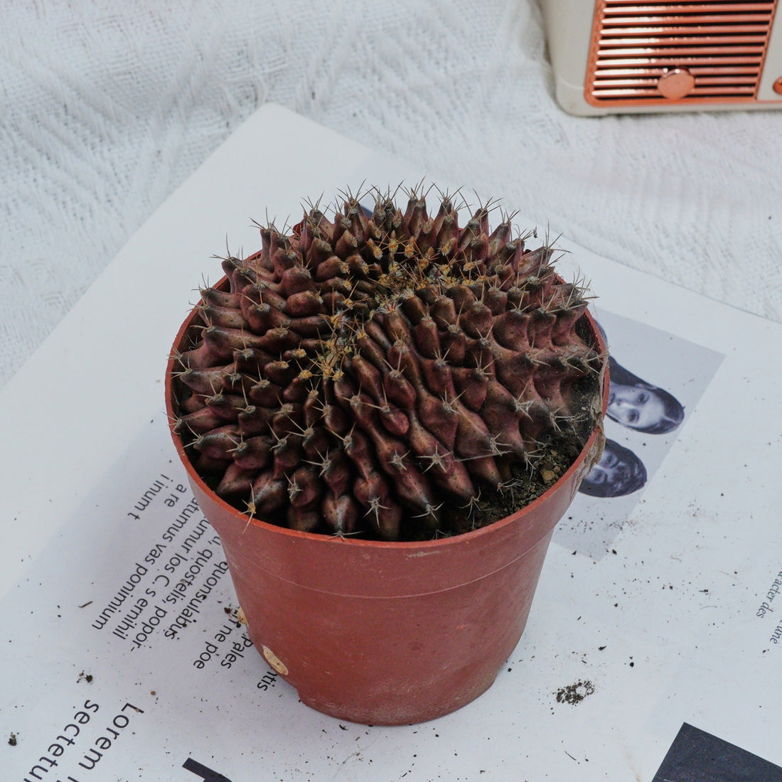 4'' Gymnocalycium Anisitsii Cristated, Rare Live Succulent Plants