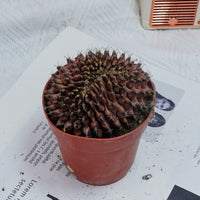 4'' Gymnocalycium Anisitsii Cristated, Rare Live Succulent Plants