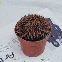 4'' Gymnocalycium Anisitsii Cristated, Rare Live Succulent Plants