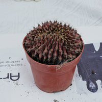 4'' Gymnocalycium Anisitsii Cristated, Rare Live Succulent Plants