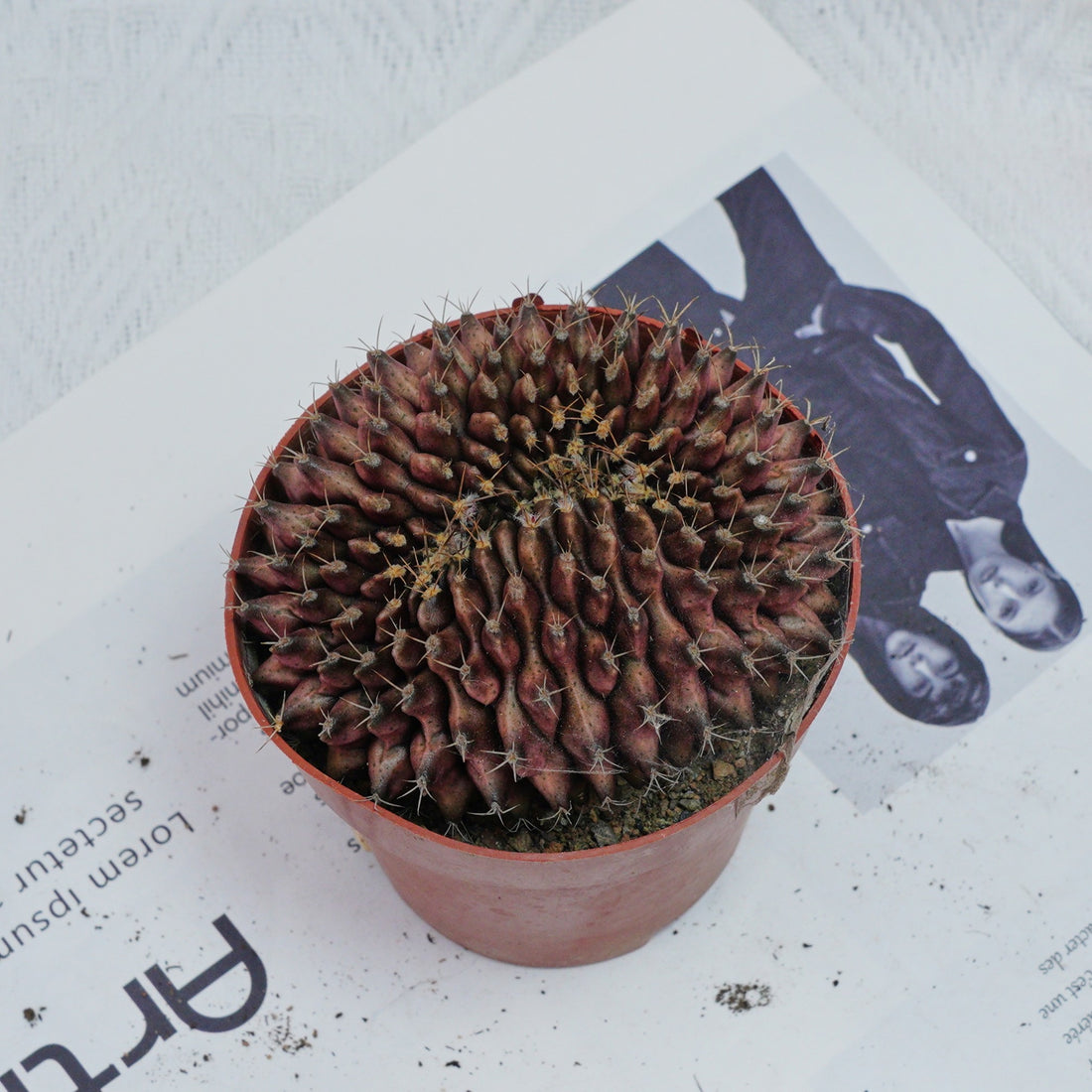 4'' Gymnocalycium Anisitsii Cristated, Rare Live Succulent Plants