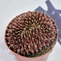 4'' Gymnocalycium Anisitsii Cristated, Rare Live Succulent Plants