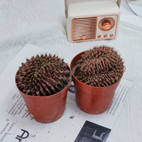 4'' Gymnocalycium Anisitsii Cristated, Rare Live Succulent Plants
