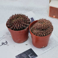 4'' Gymnocalycium Anisitsii Cristated, Rare Live Succulent Plants