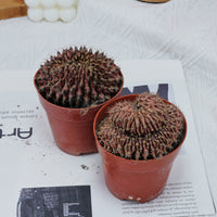 4'' Gymnocalycium Anisitsii Cristated, Rare Live Succulent Plants
