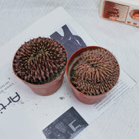 4'' Gymnocalycium Anisitsii Cristated, Rare Live Succulent Plants