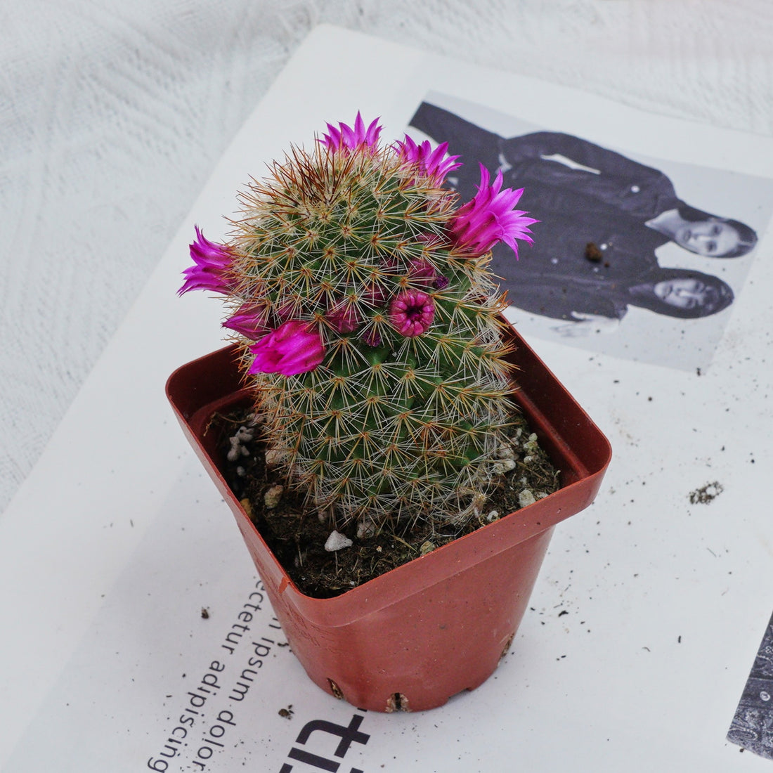 3'' Mammillaria Spinosissima, Rare Live Succulent Plants