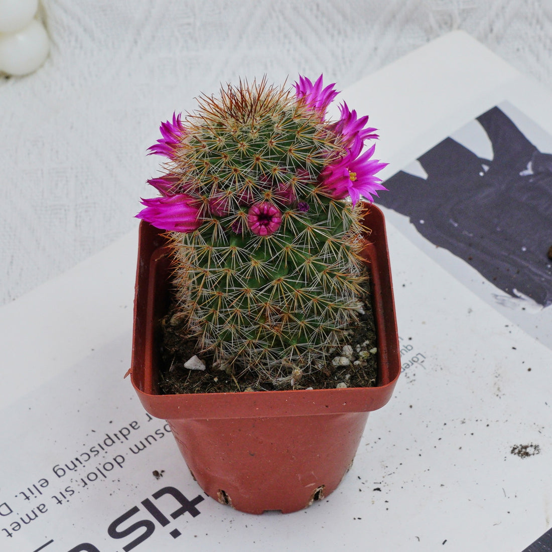 3'' Mammillaria Spinosissima, Rare Live Succulent Plants