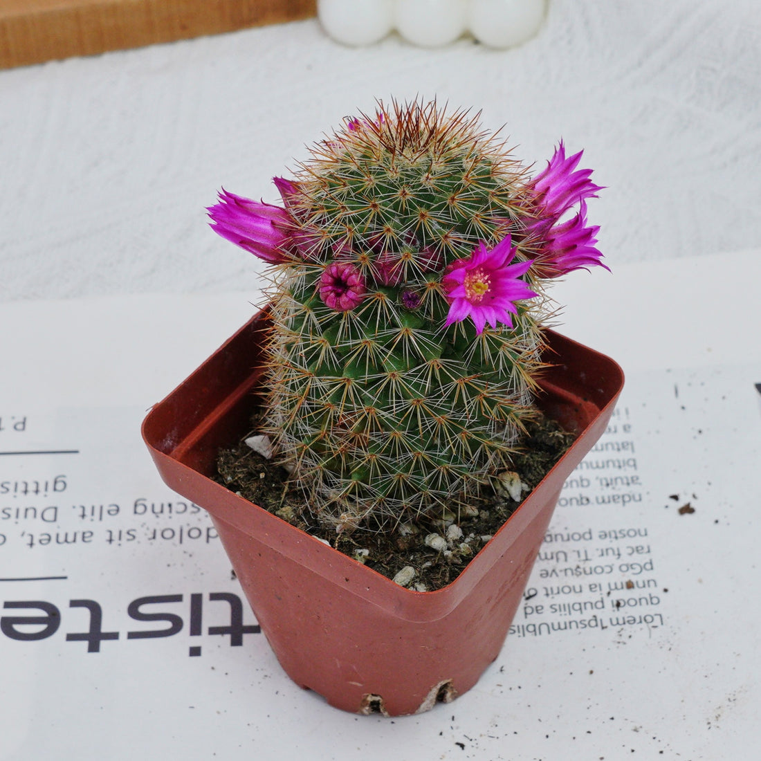 3'' Mammillaria Spinosissima, Rare Live Succulent Plants
