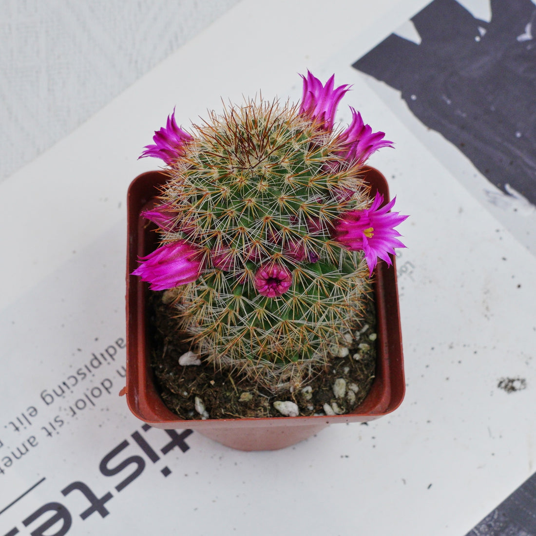 3'' Mammillaria Spinosissima, Rare Live Succulent Plants