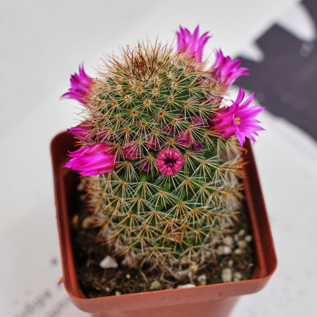 3'' Mammillaria Spinosissima, Rare Live Succulent Plants